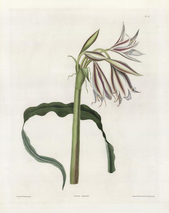 Crinum Ornatum. (amaryllis)