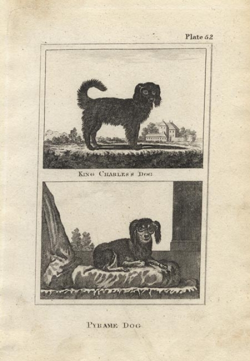 King Charles Dog. [and] Pyrame Dog. Plate 52.