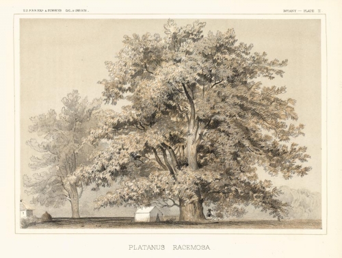 Platanus Racemosa.