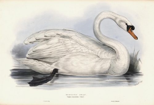 Domestic Swan. Cygnus Mansuetus.