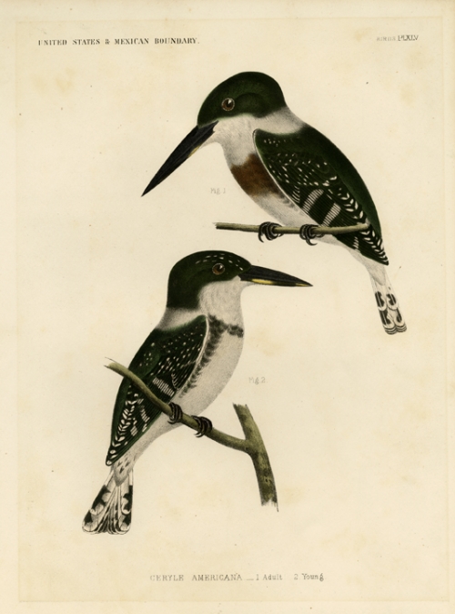 Ceryle Americana.  Birds. Pl.XLV. [American green kingfishers]
