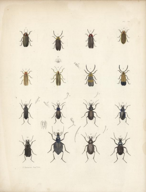 Lampyris Corrusca... Carabus Limbatus.  Plate 21.  (Beetles)