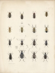 Lampyris Corrusca... Carabus Limbatus.  Plate 21.  (Beetles)
