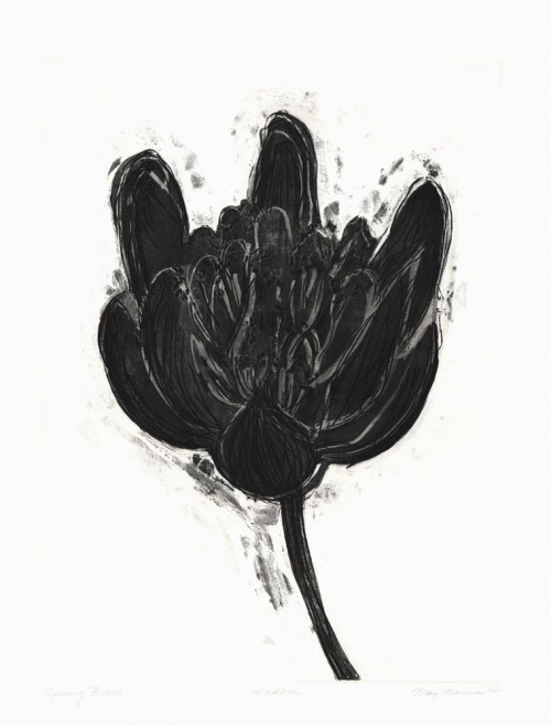 Opening Bloom. [Black Flower Series].