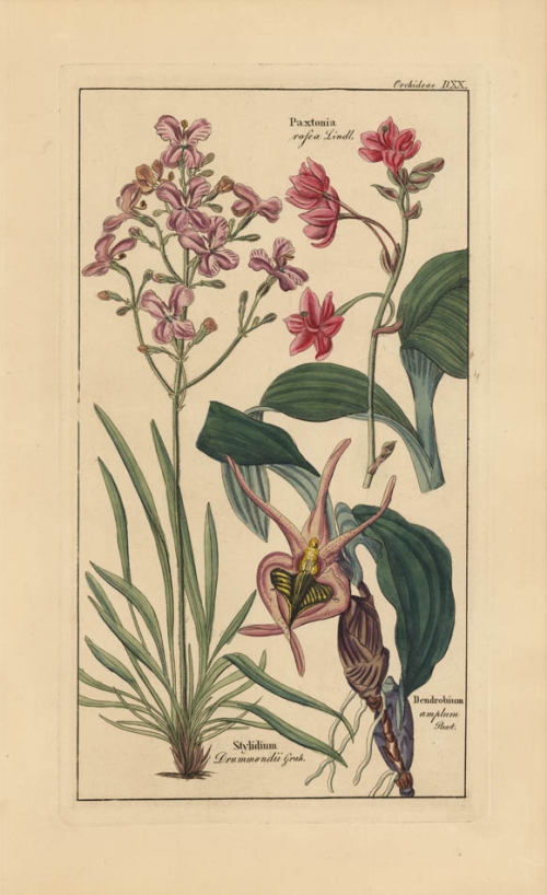 Orchideae DXX. Paxtonia rofea Lindl.  Stylidium Drummondu Grah.  Dendrobium amplum Paxt.