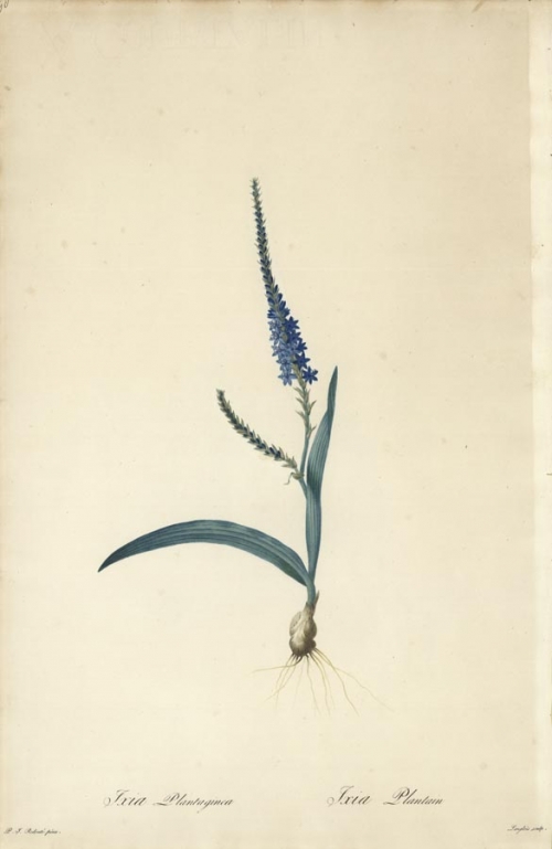 Ixia Plantaginea. Ixia Plantain. Pl. 198.
