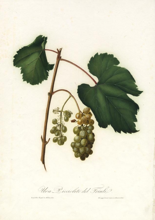 Uva Picciolito del Friuli. [Grapes].