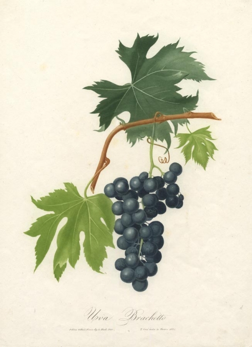 Uva Brachetto. [Wine Grapes].