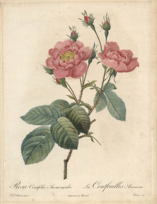 Rosa Centifolia Anemonoides.  La Centfeuilles Anemone.