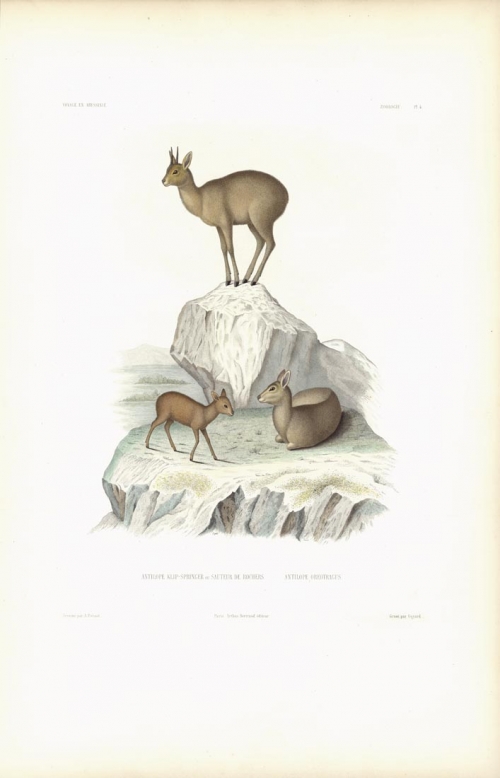 Antilope Klip-Springer ou Sauteur de Rochers.  Antilope Oreotragus.