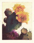 Cactus # 1 (Untitled).