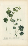 Alchemilla :  Small Hoary Ladies Mantle and Common Ladies Mantle.
