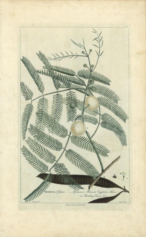 Mimosa Glauca - Glaucous Mimosa Egyptian Thorn or Binding Bean Tree.