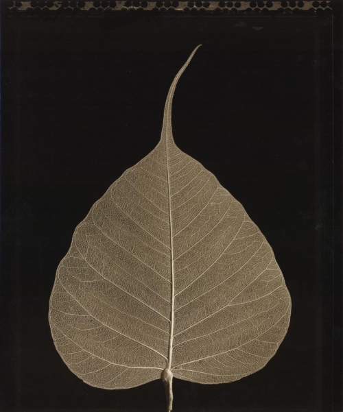 Bodhi Leaf.