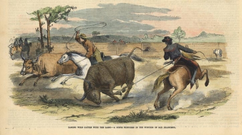 Taming Wild Cattle with the Lasso - A scene sketched in the Suburbs of San Francisco.