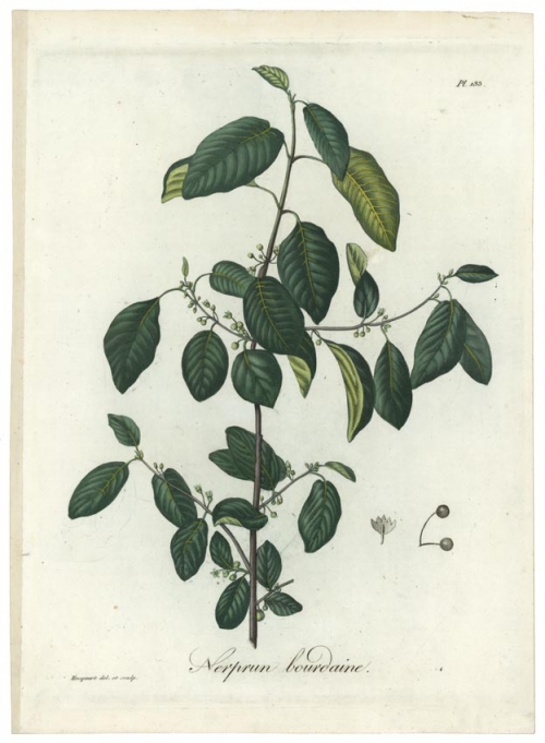 Nerprun bourdaine.  (Buckthorn).(Rhamnus frangula).