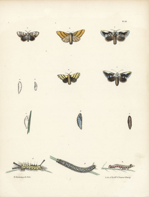 Phalaena (Orgyia) Leucostigma (male). etc. Phalaena Neustria (female). Phalaena (Pygaera) Albifrons (male). Phalaena Neustria (male). Phalaena Albifrons. etc.
