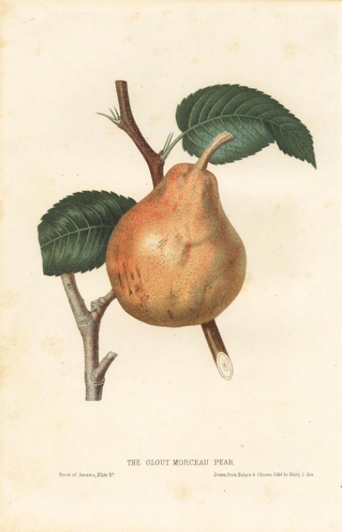 The Glout Morceau Pear.