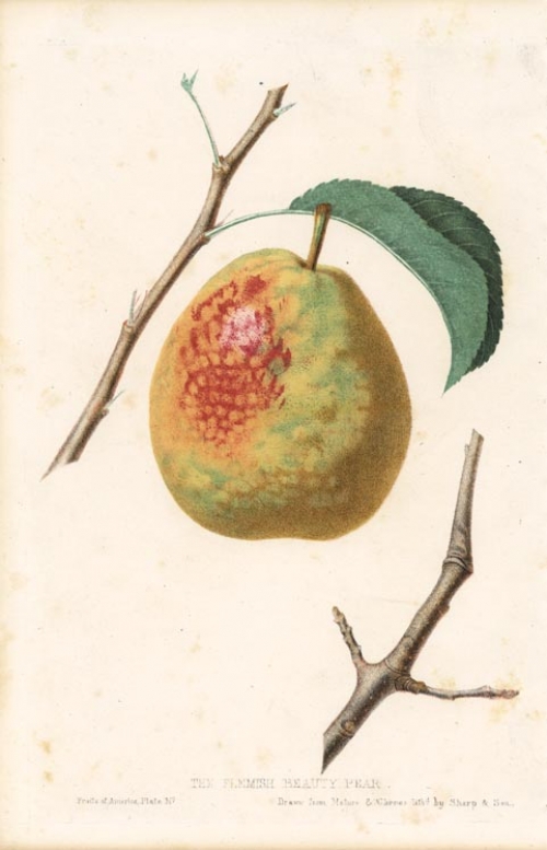 The Flemish Beauty Pear.