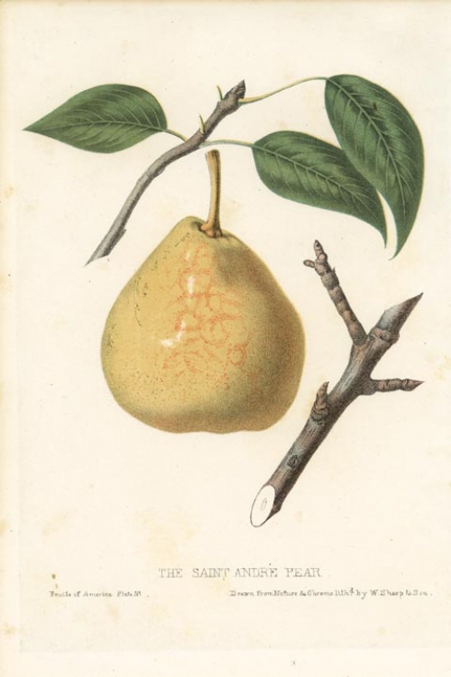 The Saint Andre Pear.