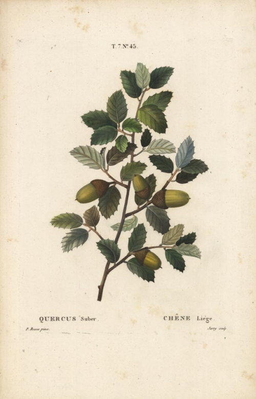 Quercus Suber : Chene Liege. [Acorns]