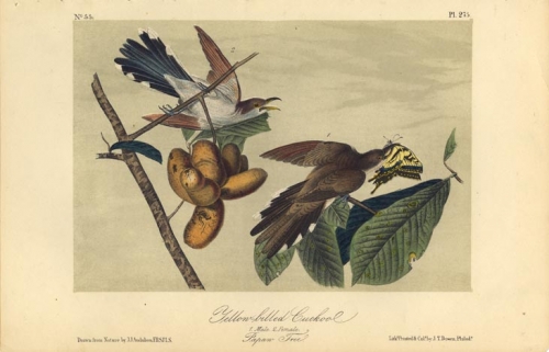Yellow-billed Cuckoo.  (Male and female).  (Papaw Tree).  Pl. 275.