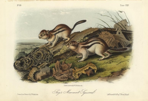 Say's Marmot Squirrel.  Plate CXIV.