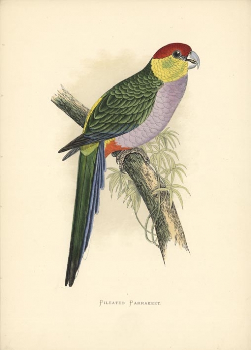 Pileated Parrakett. [Red-capped Parrot].