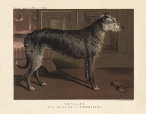 Deerhound. "Spey." The Property of Mr. Thomas Morse.