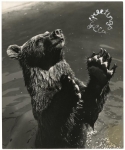 Swimming Bear. [Untitled].