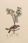 Aitonia - capensis, Oriolus trifasciatus. [Cape Aitobia and Three-Banded Oriole]