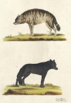 Canis  Hyaena, Canis Lupus, niger.  Tab XIX.