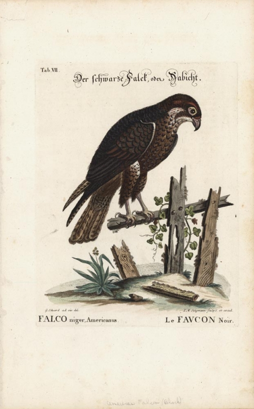 Falcon Niger, Americanus : Le Faucon Noir. : Tab. VII.
