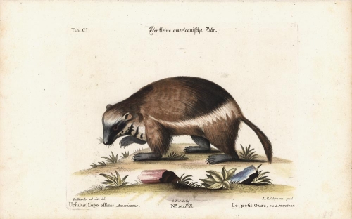 Ursulus, Lipo affinis Americanus. : Le Petit Ours, ou Louveteau. : Tab. CI. [Wolverine].