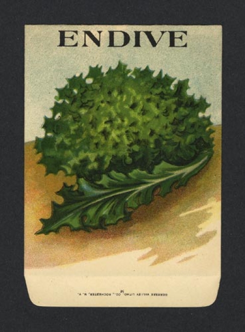 Endive. (Seed pack label).