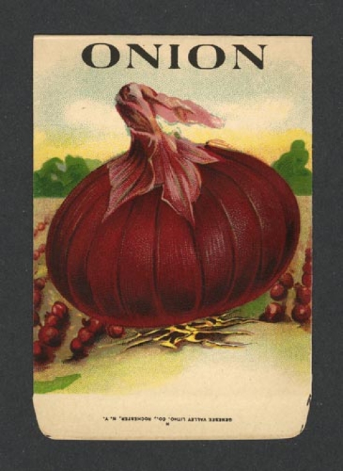 Onion. (Red) (Seed pack label).