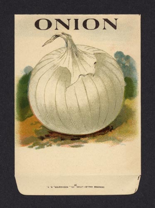 Onion. (White) (Seed pack label).