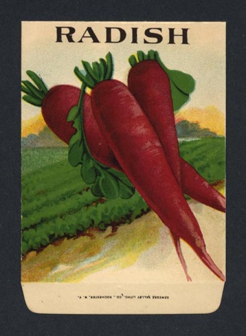 Radish (red tubular) (Seed pack label).