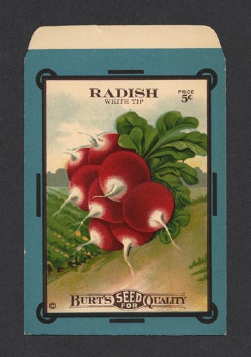 Radish, White Tip. (Seed pack).