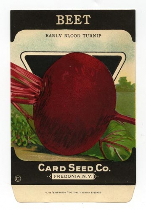 Beet. Early Blood Turnip.