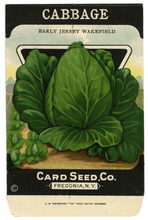Cabbage (Early Jersey Wakefield).
