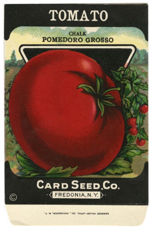 Tomato (Chalk Pomedoro Grosso).