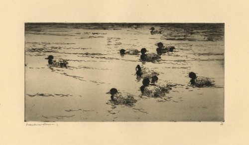 Ducks Swimming.