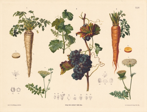 Assorted Fruit and Vegetables. [untitled].