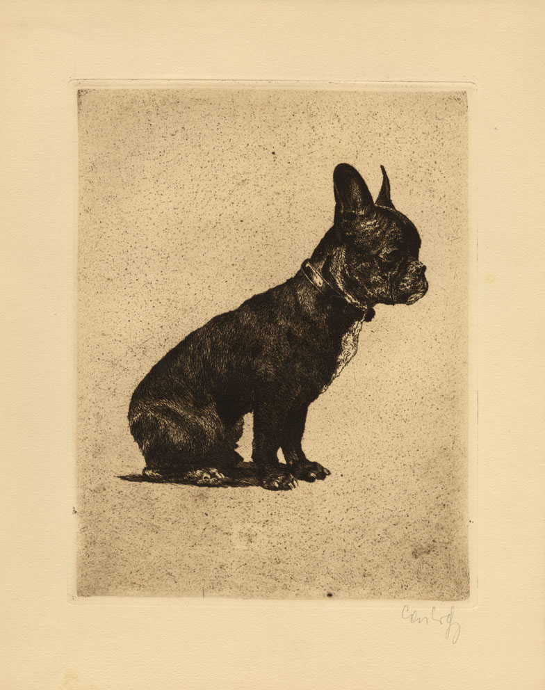 Franzosischer Bulli. [French Bulldog].