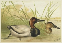 Canvas Backed Duck.