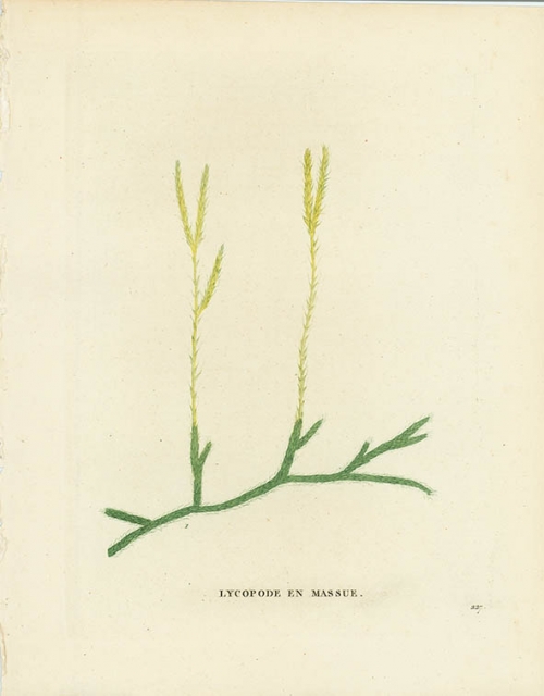 Lycopode en Massue [Lycopodium Clavatum, Clubmoss].