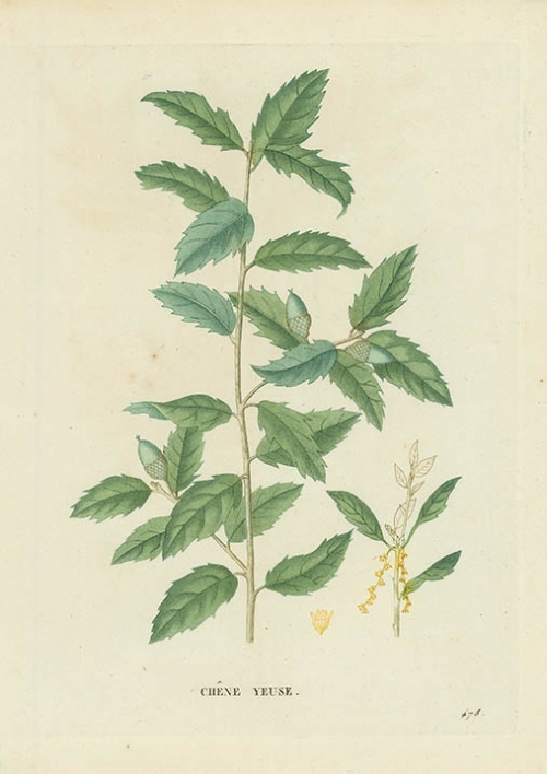 Chene Yeuse. [Quercus Ilex].