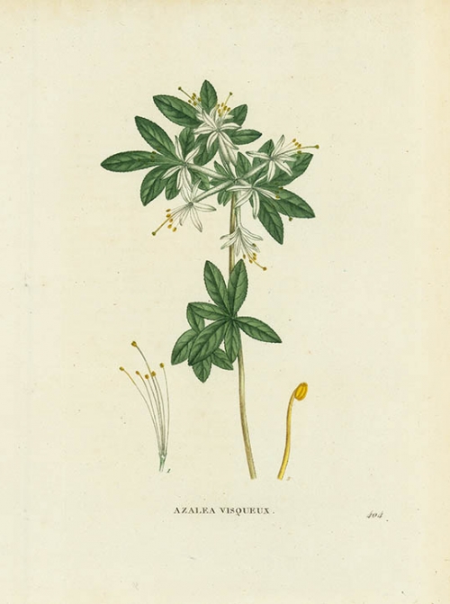 Azalea Visqueux. [Rhododendron viscosum.  Swamp Azalea].