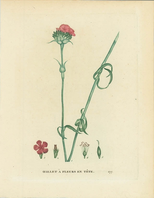 Oeillet a Fleurs en Tete. [Dianthus Caryophyllus.  Common carnation].